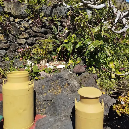 Lobo Do Mar * Calheta de Nesquim